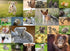 Ravensburger Children's Puzzle - 13353 Cute Animal Babies - 200 Pieces Puzzle for Children from 8 Years
