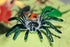 16 2-3 Inch BOHS Bug Play Figures, Realistic Insect Toys for Educational Projects - Pcs, in Length - Perfect Party