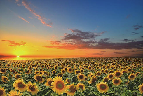 1000 Piece Wooden Jigsaw Puzzles of Sunflowers in The Fields at Sunset for Teens and Family
