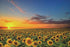 1000 Piece Wooden Jigsaw Puzzles of Sunflowers in The Fields at Sunset for Teens and Family