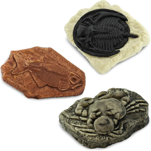 Ammonite, 3+ Safari Ltd. Ancient Fossils TOOB - Figurines: Dino Footprint, Giant Crab, Raptor Claw, T-Rex Tooth, Frog