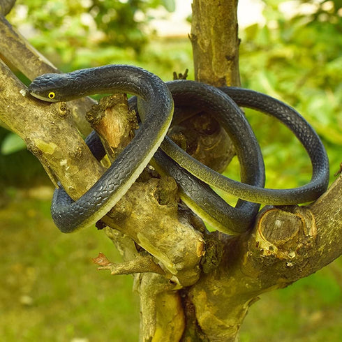 6 Pieces Large Rubber Snakes Realistic Fake Plastic Snake Toys to Keep Birds Away for Garden Props Prank Stuff