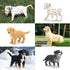 Toymany 12PCS Mini Dog Figurines Playset, Realistic Detailed Plastic Puppy Figures, Hand Painted Tiny Dogs