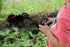 8 2 SPIDER01 LEXiBOOK, Realistic Remote Controlled Tarantula/Spider, Hairy Legs, mandibles, Light Effects in The Eyes
