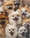 Jigsaw Puzzle 1000 Piece for Adults, Pomeranian Dogs Puppy, Cute Animal Wooden Puzzles for Home Decor