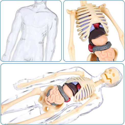 Human Body Model for Kids, 29 Piece Transparent Anatomy Figure Kit with Removable Organs for Ages 6+