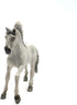 13915 - Sorraia Mustang Stallion