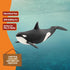 8 3+ 14807 schleich Wild Life - Killer Whale Toy - Realistic Orca Figurine - Ocean Wildlife Animal Figure