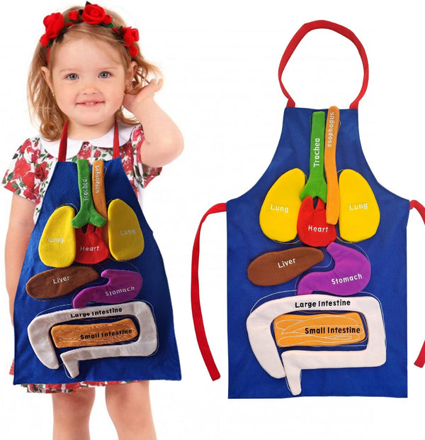 3D Organ Apron, Human Body Organs Awareness Educational Toy for Kids, Anatomy Costume Apron Model