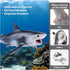 10PCS 5-6" Sea Animal Toys for Toddlers, Bath Ocean Animal Whale Shark Figurines Toys for Kids, Cake Toppers Birthday