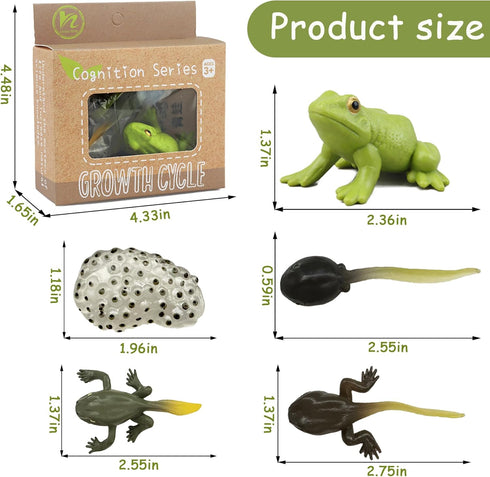 Mbrain5pcs Frog Growth Cycle with Flash Cards, Life Cycle Learning Montessori Toys for 3-7 Year Olds