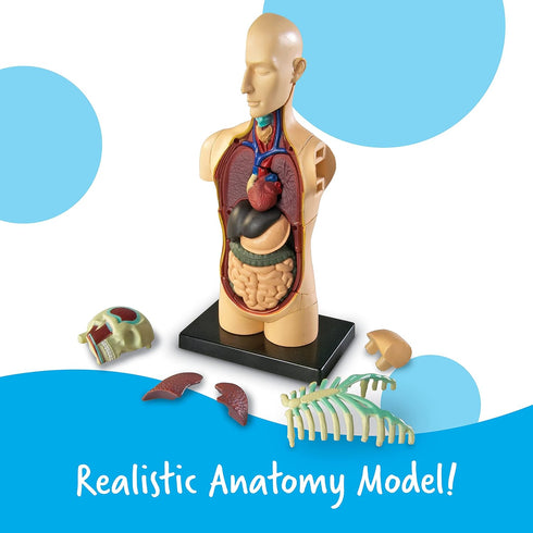 31 3+, 8+ Learning Resources Human Body Model, Science Classroom Demonstration Tools, Realistic Human Anatomy Display