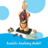 31 3+, 8+ Learning Resources Human Body Model, Science Classroom Demonstration Tools, Realistic Human Anatomy Display