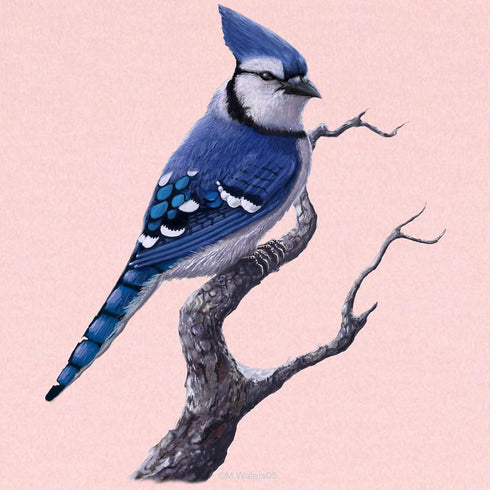 Soft Blue Jay Bird Baby Swaddle Blanket for Newborns