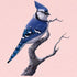 Soft Blue Jay Bird Baby Swaddle Blanket for Newborns