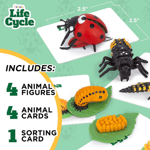 Life Cycle Kit Toy Science Montessori, Realistic Figurine Toys for Kids, Easter Basket Stuffers for Ages 3-9