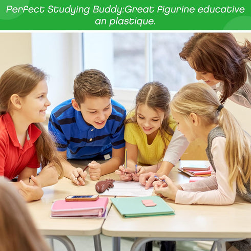 Yinkin 8 Pcs Mini Human Body Model Sets for Kids, 3D Anatomy and Physiology Study Tools for Students