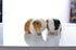 8 Inch Black and Orange Guinea Pig Plush Toy Stuffed Animal Doll