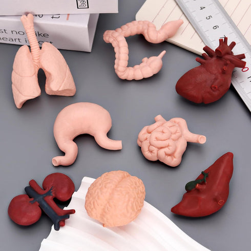 VICROIC 8 3D PCS Mini Human Body Model for Kids, Human Organ Model Anatomy, Physiology Realistic Study Tools