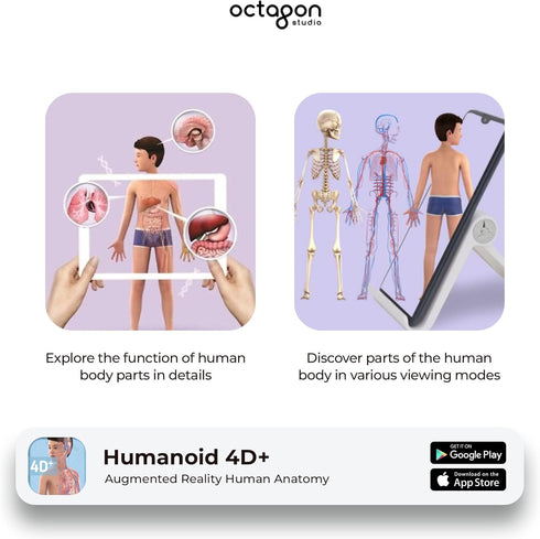 Humanoid 4D+ Augmented Reality Human Anatomy Model - Interactive STEM Tool with Free App