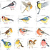 DECOWALL DS2-8038 Little Birds Kids Wall Stickers, Peel and Stick Removable Wall Decals for Kids Nursery Bedroom (Small)