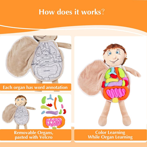 vocheer Human Body Anatomy Toy, Montessori Preschool Educational Organ Plush Toys for Kids, Science Learning Kits