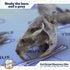Barn Owl Pellet Kit, Jumbo 2 Inches and Larger, Science Tools & Chart for Teachers, Kids, and Students