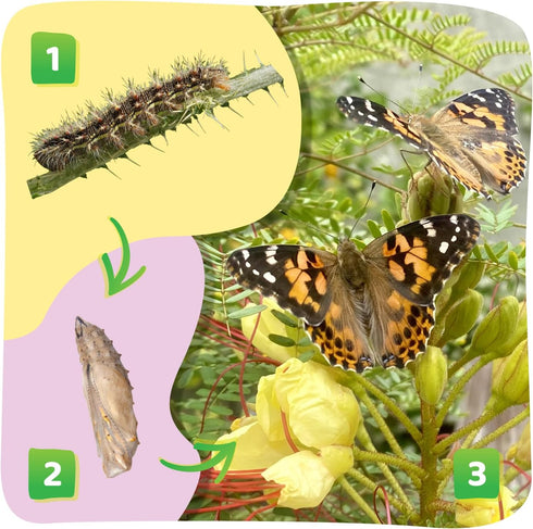 5 Insect Lore Butterfly Garden with Live Baby Caterpillars - STEM Activity Journal, Habitat, Chrys-A-Lid Holder