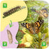 5 Insect Lore Butterfly Garden with Live Baby Caterpillars - STEM Activity Journal, Habitat, Chrys-A-Lid Holder