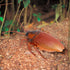 Induction Cockroach Toy for Kids, Smart Sensing Realistic Giant Cockroach Model, Automatic Moving Interactive Fake