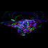 Light Up LED Hula Hoop, Hand Crafted in Michigan with Beautiful Auto Strobing Rainbow Lights