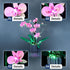 LED Light Kit for Lego 10311 Orchid Plant Decor Set, Compatible with Lego 10311 Building Blocks