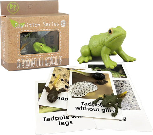 Mbrain5pcs Frog Growth Cycle with Flash Cards, Life Cycle Learning Montessori Toys for 3-7 Year Olds