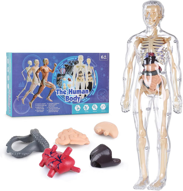 Human Body Model for Kids, 29 Piece Transparent Anatomy Figure Kit with Removable Organs for Ages 6+