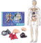 Human Body Model for Kids, 29 Piece Transparent Anatomy Figure Kit with Removable Organs for Ages 6+