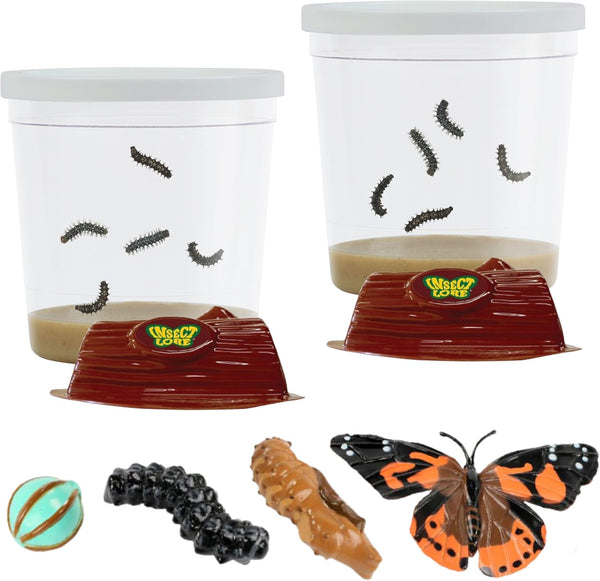Insect Lore Two Cups of Live Caterpillars - 10 Live Painted Lady