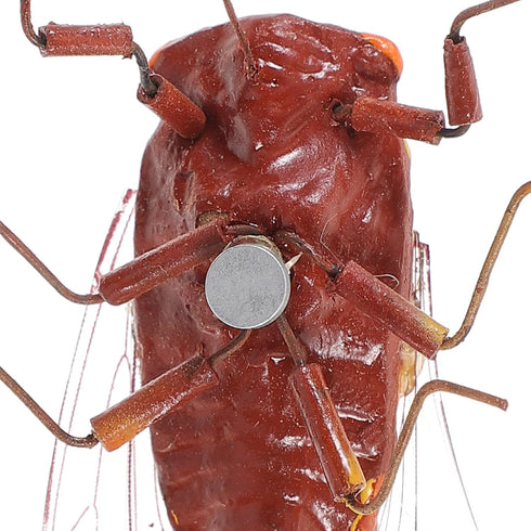 Toyvian 4Pcs Plastic Cicada Fake Model, Simulated Insect Toys for Joke Halloween Party Favors, Random Color