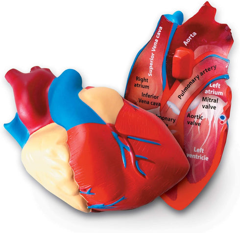 Learning Resources Cross-Section Human Heart Model, 2-Pieces, Grades 2+, Anatomy for Kids