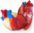 Learning Resources Cross-Section Human Heart Model, 2-Pieces, Grades 2+, Anatomy for Kids