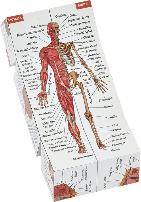 Kits of Medicine 9 Human Anatomy Study Cube | Study Parts of The Human Body | Perfect Anatomy Revision Guide |
