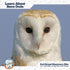 Barn Owl Pellet Kit (Small 1.0-1.5") 1 Pack for Science Teachers, Kids, and Students with Tools & Chart