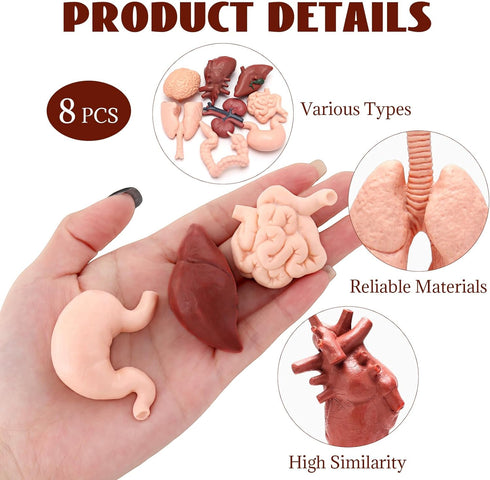 VICROIC 8 3D PCS Mini Human Body Model for Kids, Human Organ Model Anatomy, Physiology Realistic Study Tools