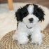 DEMDACO Sitting Small Havanese Dog Plush Stuffed Animal - Black and White