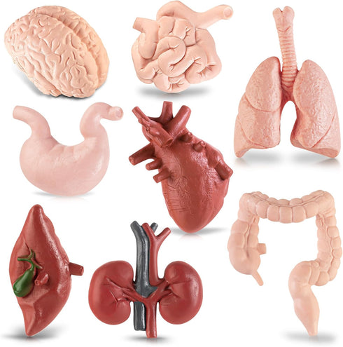 Mini Human Body Model for Kids, 8PCS Anatomy Toys, 3D Anatomy and Physiology Study Tools for Class Learning