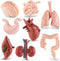 Mini Human Body Model for Kids, 8PCS Anatomy Toys, 3D Anatomy and Physiology Study Tools for Class Learning
