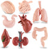 Mini Human Body Model for Kids, 8PCS Anatomy Toys, 3D Anatomy and Physiology Study Tools for Class Learning