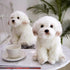 Tiny Heart Simulation Maltese Dog Plush Toys, Realistic 10inch Stuffed Animal for Kids Birthday Gifts and Home Decor