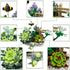 MEIEST Set,Creative Mini Building Blocks Succulent Plant Bonsai Model DIY Simulation Particle Flower Botanical