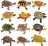 Liberty Imports 12 Piece Miniature Sea Turtle Animal Toys - Hand Painted Tortoise Figurines for Kids Party Favors