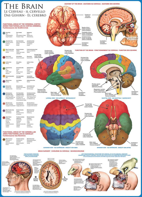 EuroGraphics Human Body (The Brain) 1000 Piece Puzzle